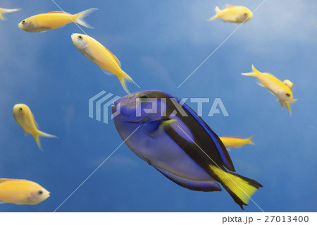 ナンヨウハギとスミレナガハナダイのメス 27013400