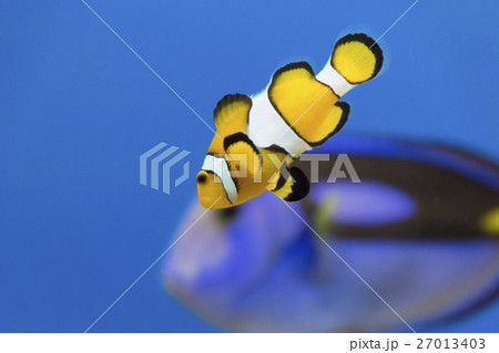 カクレクマノミとナンヨウハギ 27013403