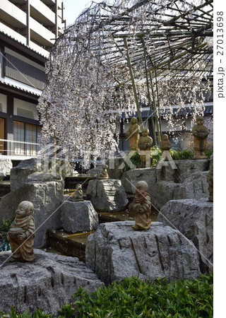 六角堂　御幸桜 27013698