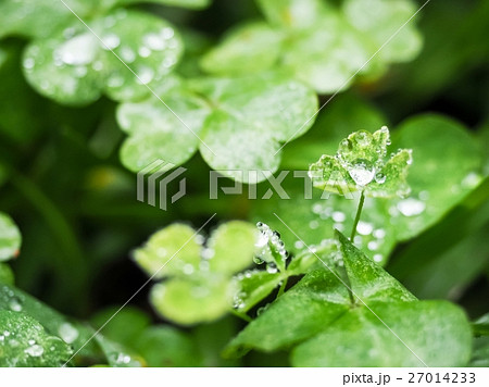 木の葉 葉 草の葉 27014233