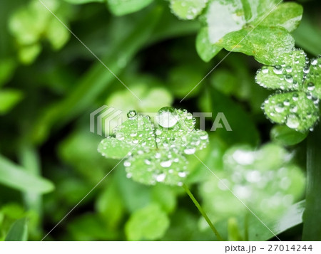 水泡 雨 雨ふり 27014244