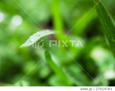 水泡 雨 雨ふり 27014261