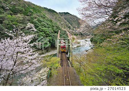 嵐山と保津峡の桜 27014523