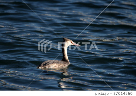 カンムリカイツブリ 27014560