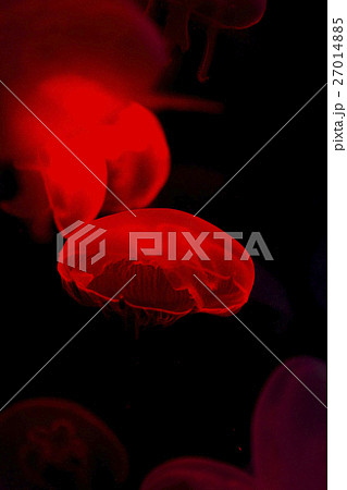 赤く照らされるミズクラゲ 27014885