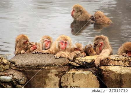 温泉に入る猿の写真素材