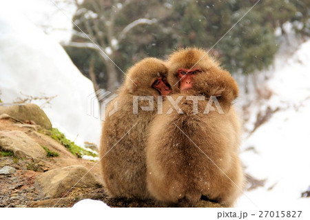 猿団子の写真素材