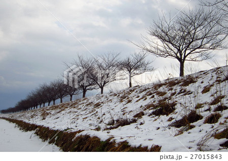 冬空と桜並木 27015843
