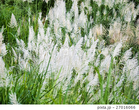 秋 あき 秋の 27016066