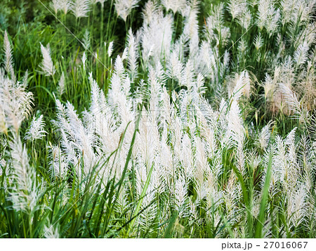 秋 あき 秋の 27016067