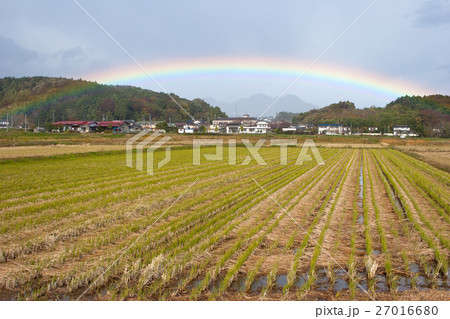 田んぼにかかる虹 田んぼにかかる虹 27016680