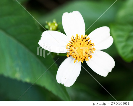 花 フラワー お花 27016901