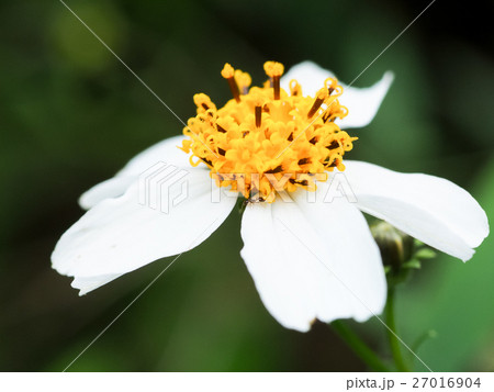 花 フラワー お花 27016904