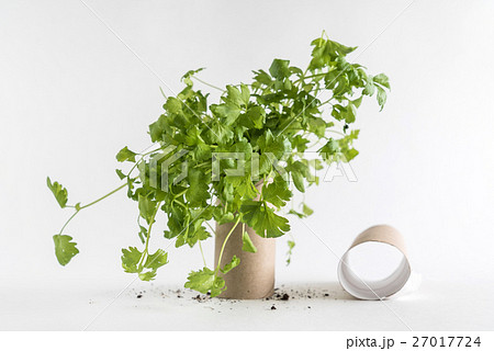 Toilet paper roll recycled as a seedling planters 27017724