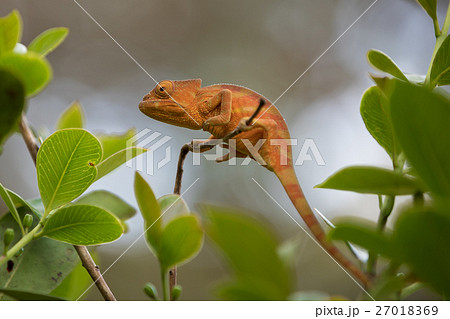 Perinet chameleon, (Calumma gastrotaenia) 27018369