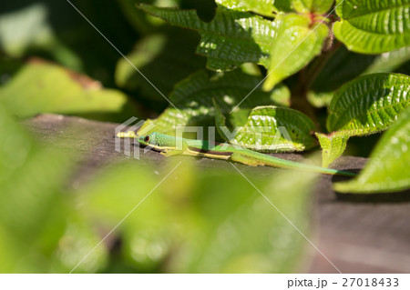 Lined Day Geckos (phelsuma Lineata Lineata) 27018433