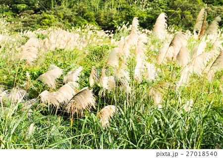 秋 あき 秋の 27018540