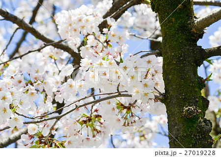 隅田公園の桜 隅田公園の桜 27019228