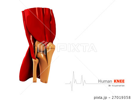 3d Illustration of Human knee abstract  27019358