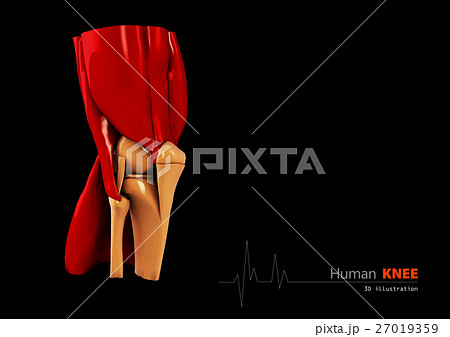 3d Illustration of Human knee abstract 27019359