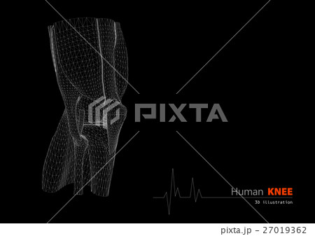 3d Illustration of Human knee  27019362