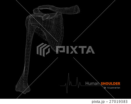 Illustration on Human Anatomy, Shoulder Isolated Illustration on Human Anatomy, Shoulder Isolated 27019383