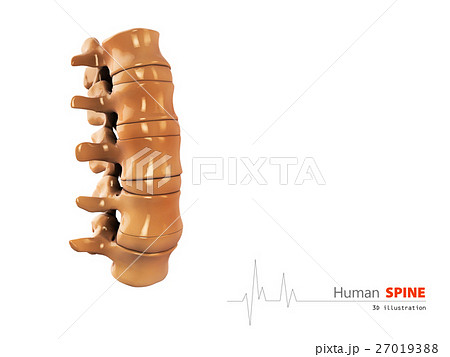 3d Illustration of Human spine abstract scientific 27019388