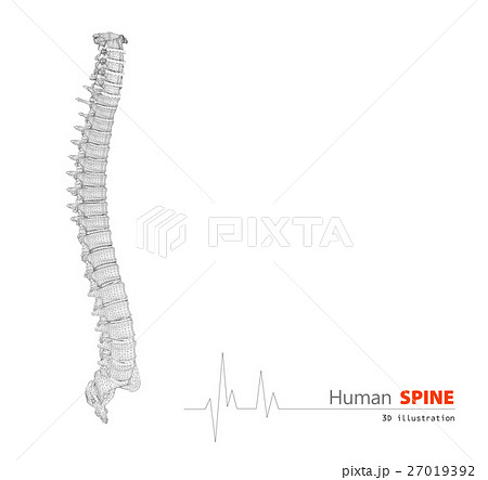 3d Illustration of Human spine abstract scientific 27019392