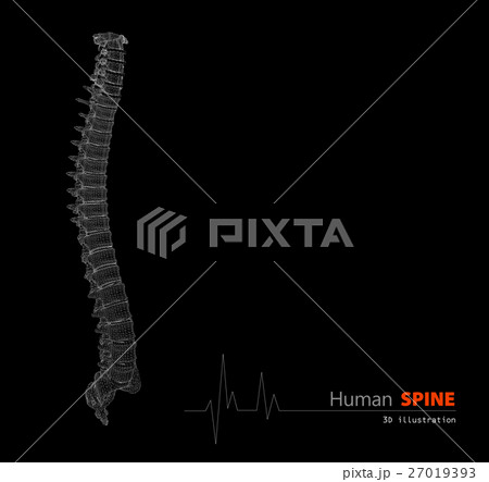 3d Illustration of Human spine abstract scientific 27019393