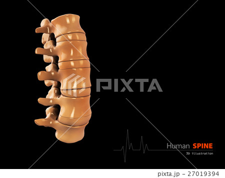 3d Illustration of Human spine abstract scientific 3d Illustration of Human spine abstract scientific 27019394