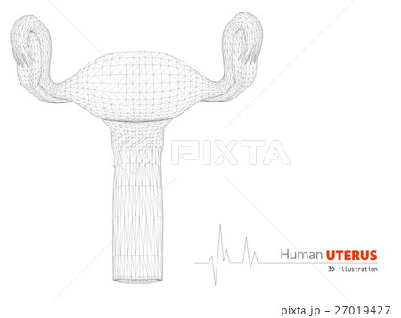 Human Anatomy, Uterus Isolated Background 27019427