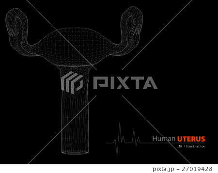 Human Anatomy, Uterus Isolated Background 27019428