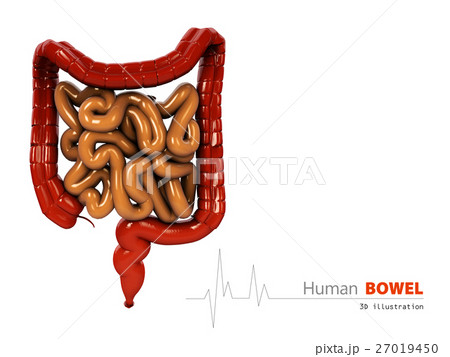3d Illustration of Bowels abstract scientific 27019450