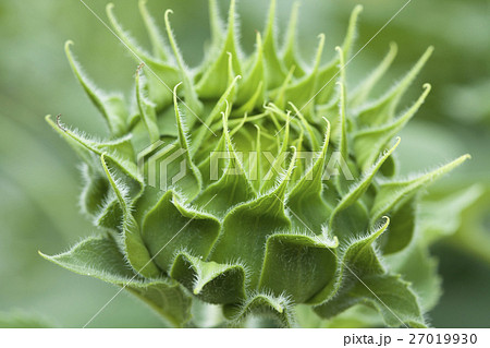 Close-up of bud sunflowers Close-up of bud sunflowers 27019930