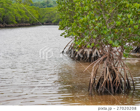 マングローブ 沖縄県 石垣市 吹通川 27020208