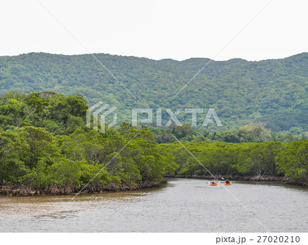 石垣島吹通川のマングローブ林 カヌーが行き交う南国の川の風景 27020210
