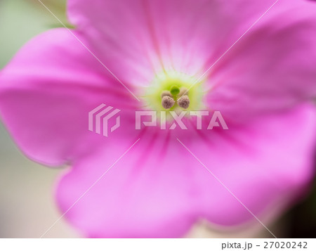 花 フラワー お花 27020242