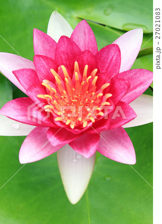 Red water-lily Red water-lily 27021083