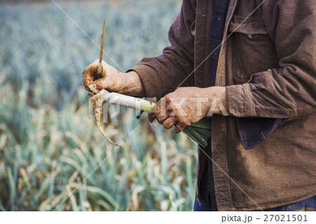 26163 26163 27021501