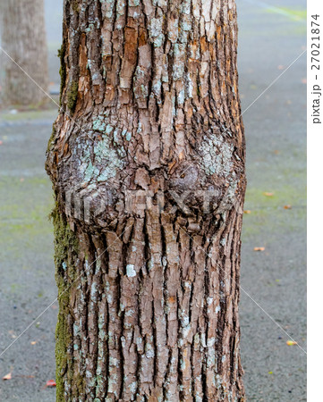 tree with texture look like women bosom tits 27021874