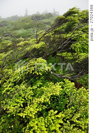 霧の北八ヶ岳の坪庭 霧の北八ヶ岳の坪庭 27024366