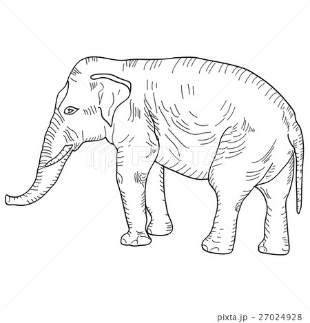 Sketch a large African elephant  white background 27024928