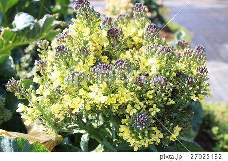 つくば実験植物園のカリフラワー 27025432