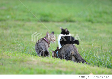 芝生の猫 27025712