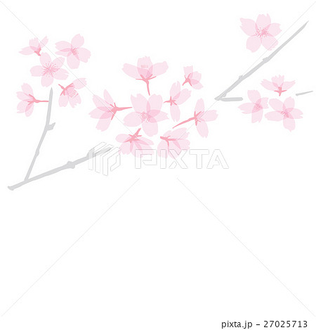 枝のついたさくら　 27025713