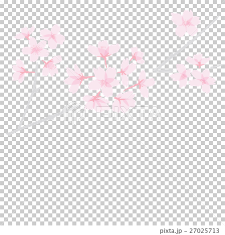 枝のついたさくら　 27025713