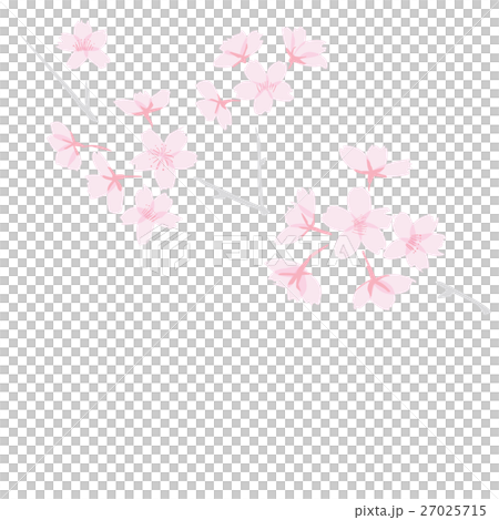 佐倉花和分支例證斜向一邊 佐倉花和分支例證斜向一邊 27025715