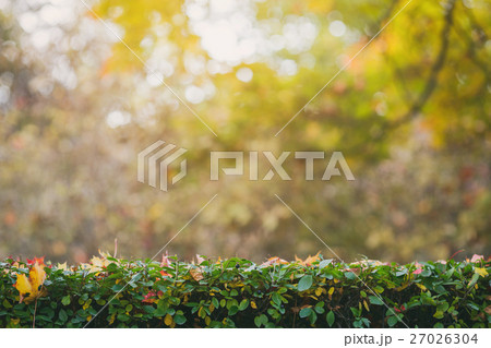 fall leaves on green fence 27026304