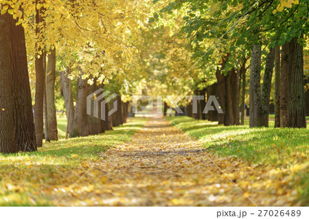 autumn golden linden alley in town with fallen leaves autumn golden linden alley in town with fallen leaves 27026489