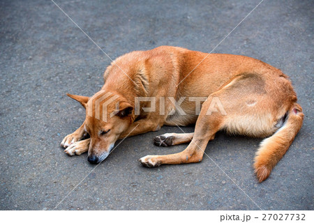 Stray dog sleeps 27027732